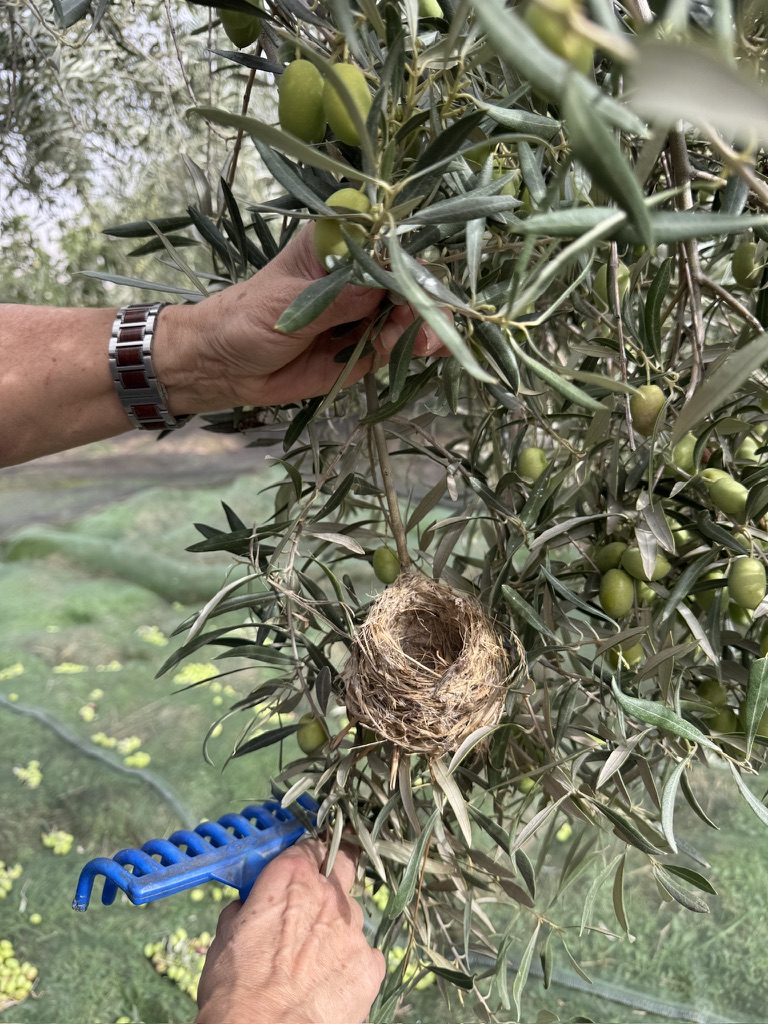 Vogelnest im Olivenhain