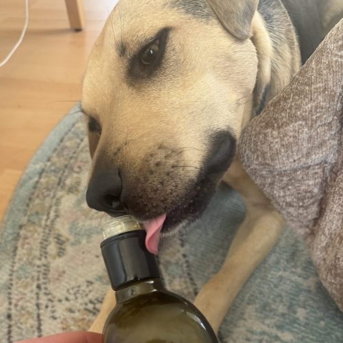 Haku leckt Olivenöl